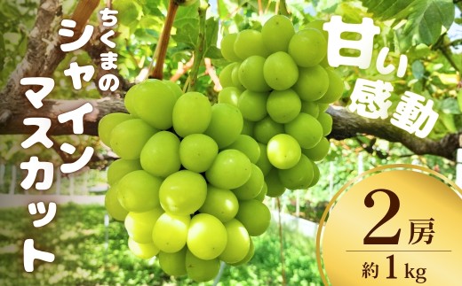 甘い感動 ちくまのシャインマスカット 2房 約1kg【半蔵農園】 | 葡萄 シャインマスカット しゃいんますかっと グレープ 信州ぶどう 種無し 皮ごと食べれる 白ぶどう 信州 長野 千曲市