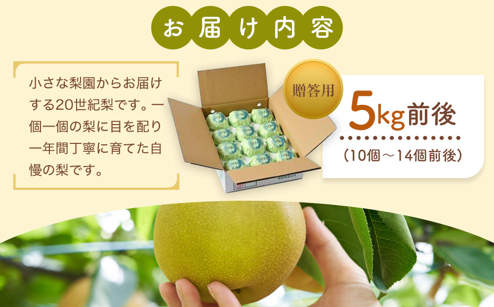 【先行予約】【贈答用】 二十世紀梨 5kg前後 (10個～14個前後)  ※着日指定不可※2026年8月下旬～9月中旬頃に順次発送予定