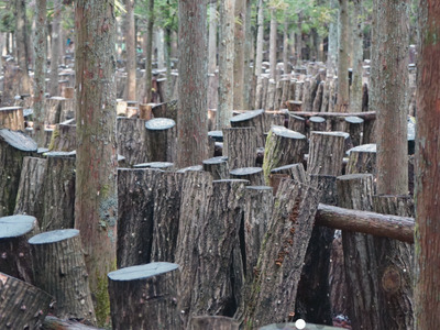 しいたけ醤油奥大山 だし醤油 1L×2本 原木栽培椎茸 / SAC中尾 椎茸屋 0801