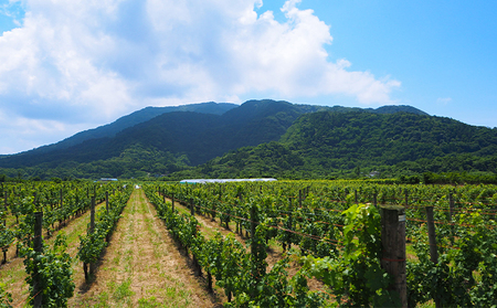 カーブドッチSABLE 赤白ワインセット 750ml×2本 ワイン 赤ワイン 白ワイン セット 750ml 赤 白 カーブドッチ SABLE お酒 酒 アルコール 新潟