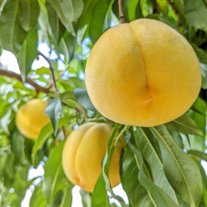 厳選 希少品種！黄金桃2kg 5～8玉 山梨県南アルプス市産 ALPBV009