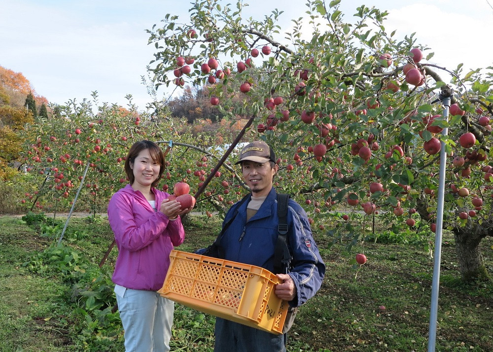 
            有機肥料栽培　葉とらずサンふじ　上山市産　５ｋｇ　１４～２５玉　ご家庭用　0079-2522
          