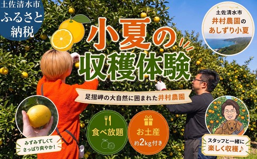 手ぶらで体験 井村農園の小夏 収穫・食べ放題 2～5名 お土産付き 小夏2キロ サマーオレンジ 収穫体験 収穫 果物 くだもの フルーツ 高知 土佐清水市【R01589】