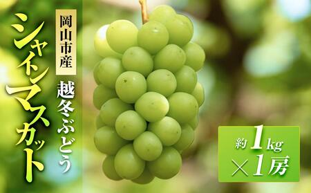 五果苑 越冬ぶどう シャインマスカット 1房（1房約1.0kg） | フルーツ 果物 くだもの シャインマスカット マスカット 岡山県産 国産 ギフト 贈答用 プレゼント 贈り物 フルーツ 果物 くだもの