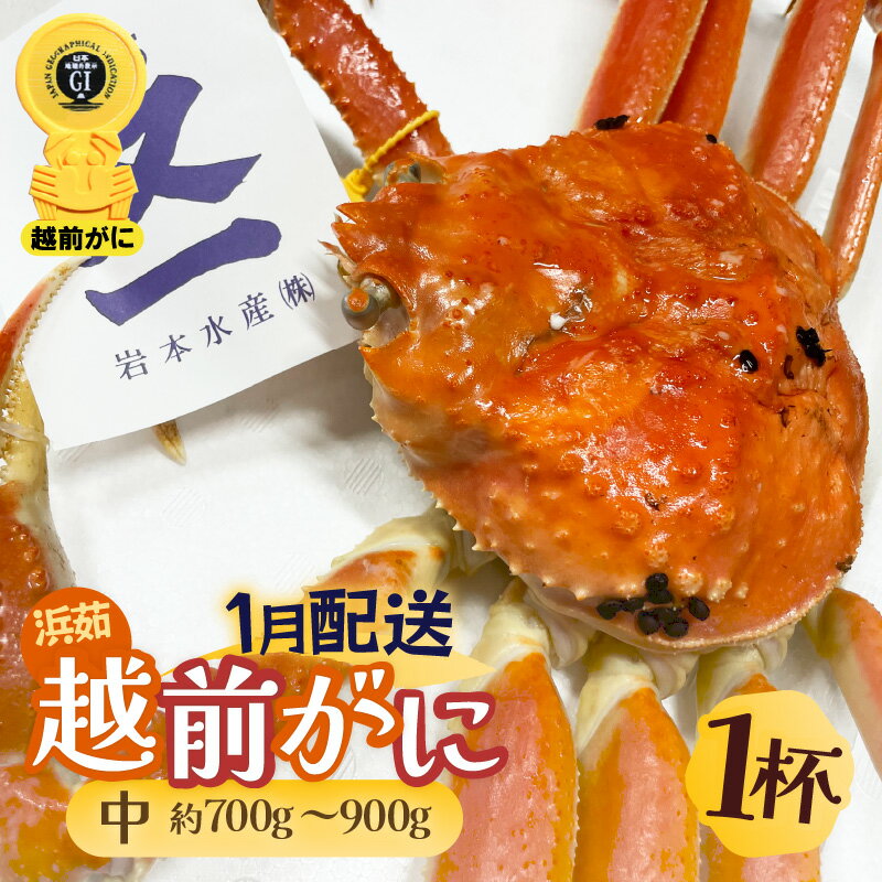 【ふるさと納税】≪浜茹で≫越前がに 中サイズ（生で約700〜900g） × 1杯 越前蟹の印 タグ付きでお届け【雄 ズワイガニ 越前ガニ 姿 ボイル 冷蔵 かに カニ 蟹 福井県】【1月発送分】希望日指定可 備考欄に希望日をご記入ください [e72-x002_01]