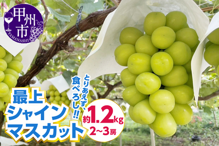 とりあえず、食べろし！！最上シャインマスカット 約1.2kg 2～3房【2025年発送】（AGV）B12-1000【シャインマスカット 葡萄 ぶどう ブドウ 令和7年発送 期間限定 山梨県産 甲州市 フルーツ 果物】