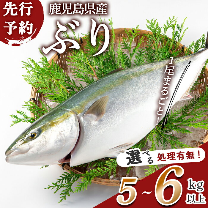 【ふるさと納税】＜先行予約＞【内容量・処理有無が選べる】鹿児島県産 ぶりまるごと1尾 (計5kg以上 or 6kg以上) (内臓処理なし or あり) ぶり ブリ 魚 海鮮 魚介 刺身 さしみ 煮つけ 煮付け しゃぶしゃぶ 国産 鹿児島県産 1尾 ラウンド 冷蔵 【有限会社田村水産】