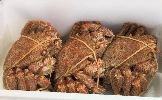 【先行受付開始！】漁協の浜ゆで毛がに 大サイズ３尾※日付指定対応不可※[02-1416]