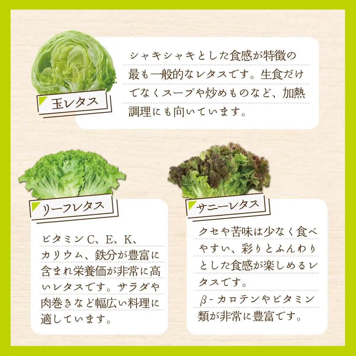【先行予約】レタス彩（いろどり）3種セット（2026年9月以降順次発送）  OSU003