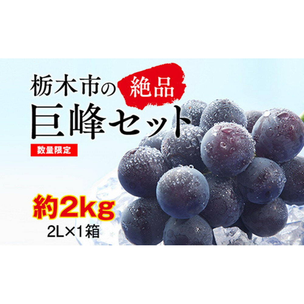 【ふるさと納税】【2026年夏発送分先行受付 / 数量限定】栃木市の絶品「巨峰」セット　2L（約2kg）×1箱（2026年8月下旬～9月上旬発送予定）【フルーツ 果物 くだもの 食品 人気 おすすめ 】
