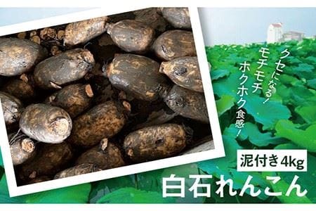 【令和7年8月以降発送】白石れんこん（泥付き）4kg / れんこん 蓮根 レンコン れんこん れんこん れんこん れんこん [IBN002]