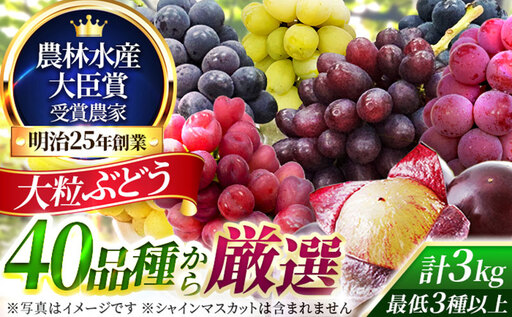 大粒品種詰め合わせ(シャインマスカット含まず)3.0サイズ