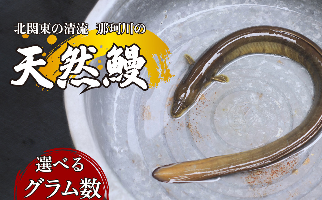 
            ＜選べるグラム数＞天然鰻 北関東の清流「那珂川産」 1尾 175～575g 真空冷凍 | 鰻 うなぎ ウナギ 天然 天然うなぎ 希少 貴重 鮮魚 新鮮 北関東 清流 蒲焼 かば焼き 白焼き 炭火焼 うな重 うな丼 Riverline 栃木県 茂木町
          