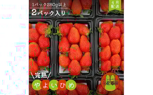 ※4月中発送※【パック×２】立花苺園の完熟やよいひめ
