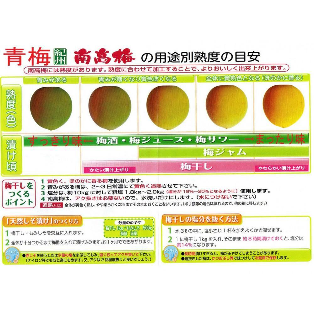 ［梅干・梅酒用］大玉4Lサイズ約10kg熟南高 生梅 ＜2027年6月上旬～7月中旬発送予定＞［ART22］　XL27_イメージ4