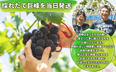 有田産 巨峰 約 3kg 有田 巨峰村 森下農園 ぶどう 送料無料 フルーツ | ぶどう 巨峰 ぶどう 巨峰 ぶどう ぶどう 巨峰