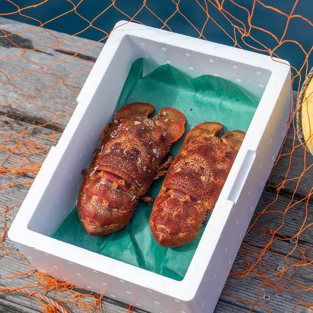 【先行受付10月下旬以降】幻の天然セミエビ　約900ｇ～１kg（サイズおまかせ）※着日指定不可※漁師のごちそうをお届け！甲殻類 海老 海鮮BBQ えび エビ せみえび 冷蔵 配送 新鮮 美味しい 希少