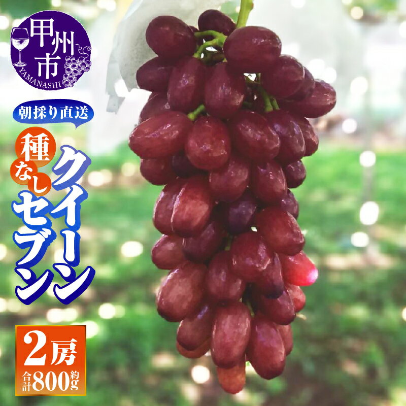 【ふるさと納税】 クイーンセブン 種無し 2026年 先行予約 約800g 2房 果物 くだもの フルーツ 葡萄 ぶどう ブドウ 新品種 朝採れ 産地直送 希少 8月 発送 期間限定 数量限定 冷蔵 クール 贈答 ギフト 山梨県 甲州市 （AF） 【B-459】