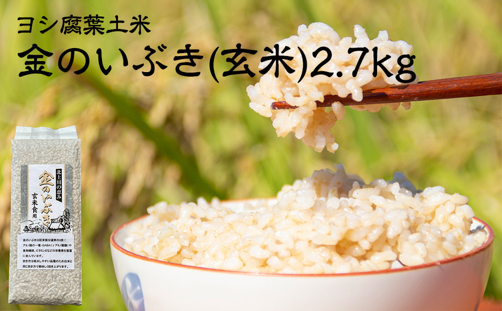 
【新米予約】令和6年産 玄米 宮城県産 ヨシ腐葉土米 金のいぶき 2.7kg(900g×3) 真空パック 小分け 宮城県 石巻市
