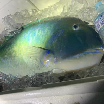 ふるさと納税 中城村 沖縄三大高級魚 マクブ 2kg(下処理済み・冷蔵発送) |  | 02