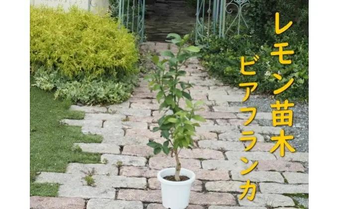 植物 レモン 苗木 トゲ無し レモンの木 品種 植物