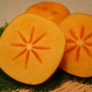 和歌山産 たねなし柿 5kg