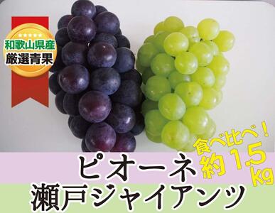 ピオーネ＆瀬戸ジャイアンツ 約1.5kg ★食べ比べ★【2025年8月下旬～2025年9月中旬頃順次発送】