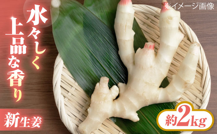 【先行予約】【2026年6月下旬から順次発送】 新生姜 2kg 愛媛県大洲市/株式会社誠実村 [AGER003]