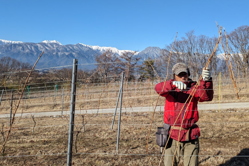 白 ワイン フェリーチェ ビアンコ 750ml 4本 [Poggio Verde（ポッジョ ヴェルデ） 長野県 池田町 48110682] 白ワイン わいん 国産ぶどう使用 お酒 酒 アルコール_イメ