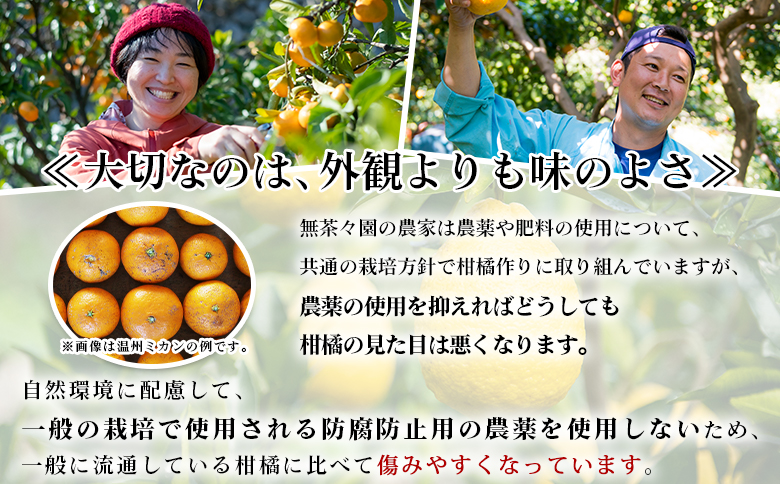 ＜無茶々園のひょう柑 約7kg＞ フルーツ 果物 蜜柑 柑橘 ひょうかん 弓削瓢柑 期間限定 季節限定 特産品 愛媛県 西予市