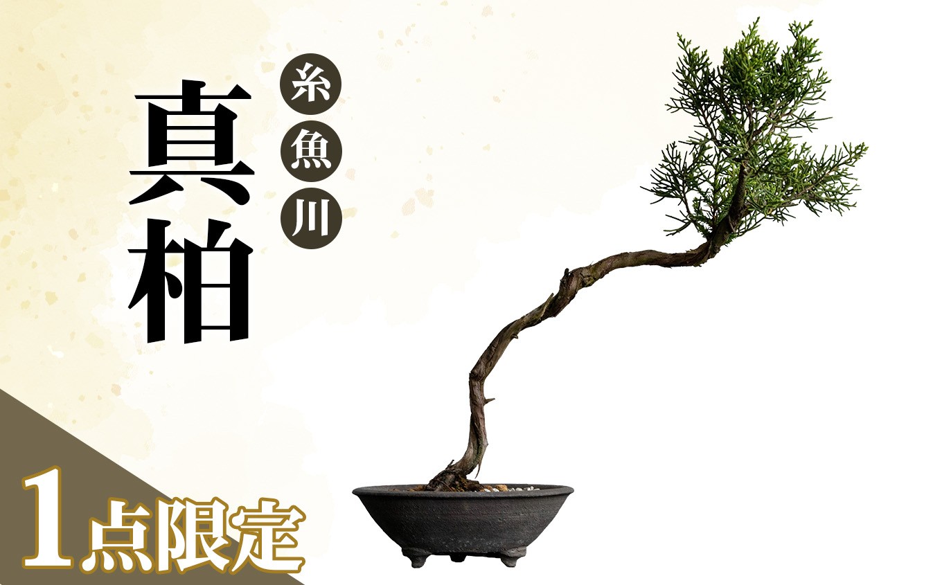 
                  【限定一点】糸魚川真柏 商品番号13 山採り木 現品限り 盆栽【新潟県糸魚川市】
                