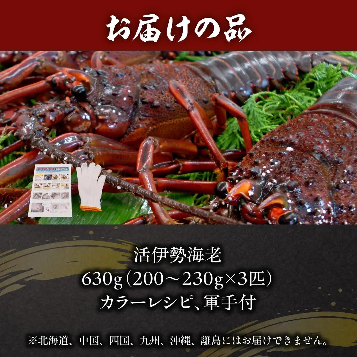 E106 活伊勢海老６３０ｇ（１８０～２３０ｇ×３匹）ONJB024