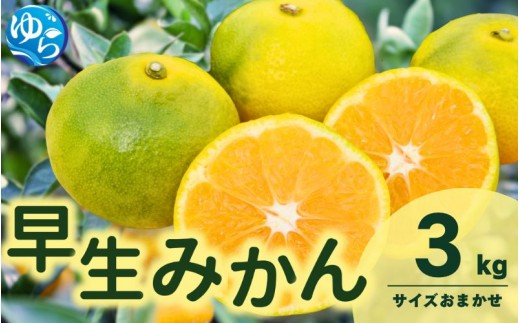 由良 早生 みかん (サイズおまかせ) 3kg ※2026年11月上旬～12月上旬に順次発送予定※北海道・沖縄・離島配送不可 / 温州みかん 甘い 柑橘 果物 和歌山 【eiw003-r-3】