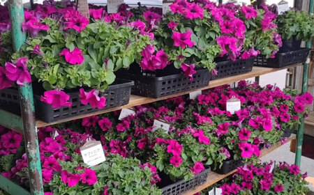 【4月末より順次発送】 サフィニア パープル 鉢花　/ 瑞浪市 中山園芸 花 お花 お祝い 鉢植え 生花 ギフト プレゼント フラワー[AZDC006]