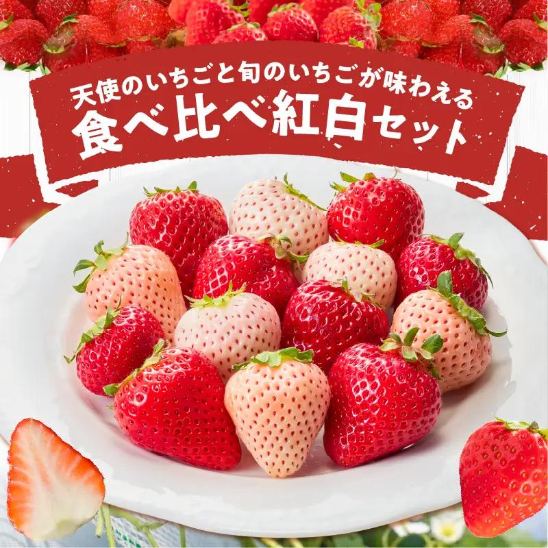 特別栽培 白いちご 天使のいちごと旬のいちご詰め合わせ紅白セット （ふくおかエコ農産物） 約500g _ 旬 いちご 詰め合わせ 紅白セット 2パック入り 約 500g ふくおかエコ農産物 旬のいちご