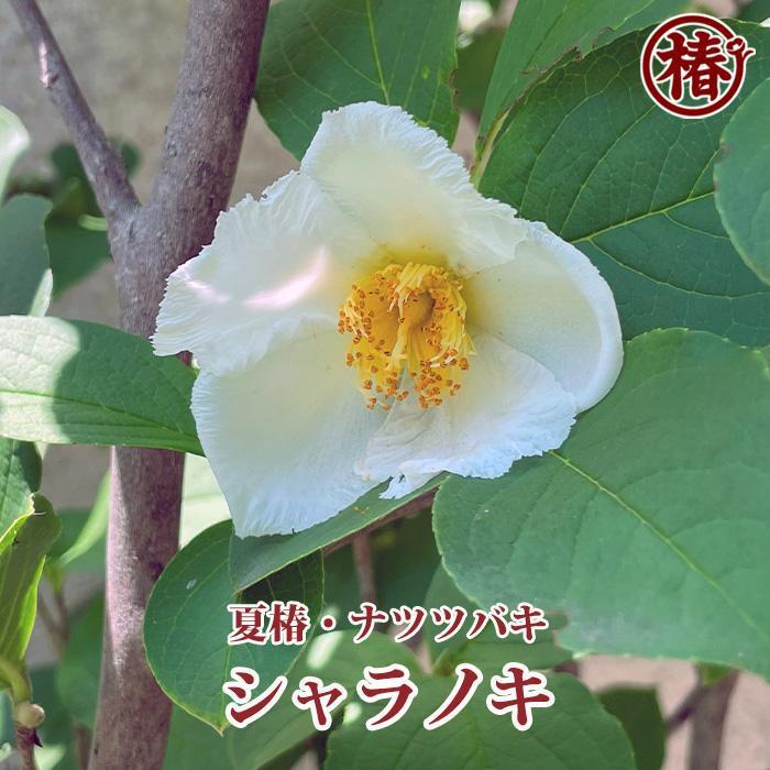 【ふるさと納税】シャラノキ【別名：夏椿・ナツツバキ】 18cmポット（6号鉢） | フラワー 植物 プラント 人気 おすすめ 送料無料