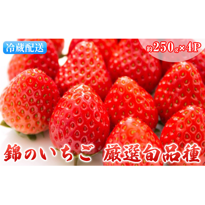 いちご 先行予約 約250g×4パック 錦のいちご ゆうべに 苺 イチゴ デザート フルーツ あぐり税所 配送不可:離島 果物 