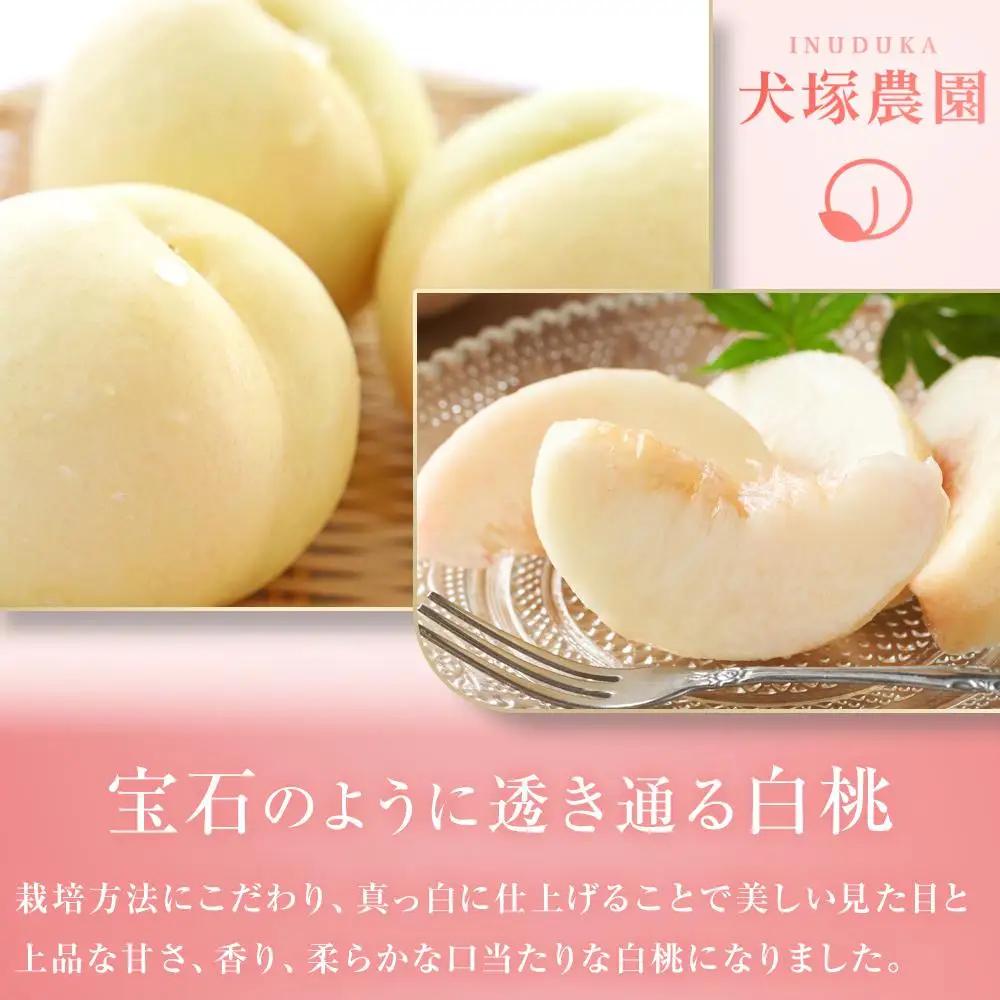 2027年  贈答用 岡山市一宮産   白 桃   固め（晩生種）約1.7kg 4～6玉  ｜ 桃