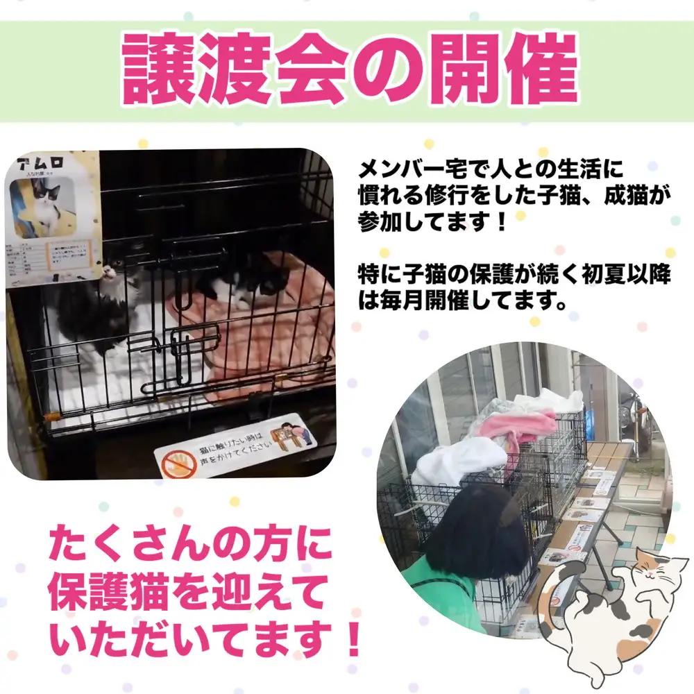 【返礼品なし】地域猫・保護猫譲渡活動支援　NPO法人ざま野良猫を増やさない会 11,000円 | 猫 ねこ 動物 保護 愛護 譲渡 保護活動 応援 支援 寄附