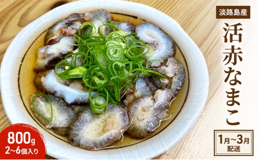 
                  活 赤なまこ 2～6個 800g セット 詰め合わせ 淡路島産 最高級 ナマコ なまこ 生食用 生食 魚介 魚介類 海鮮 海鮮セット 冷蔵 淡路島 洲本市 [№5395-0403]
                