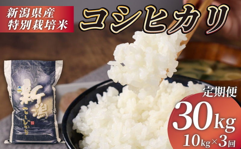 
            米 定期便 30kg 10kg×3回 令和6年産 特別栽培米 コシヒカリ 【 コンテスト 入賞米 米 おこめ お米 ブランド米 ご飯 ごはん オニギリ お弁当 玄米 対応可 kome  新米  5kg 2袋  送料無料 数量限定 農家直送 産地直送 国産 川瀬農園 新潟 新発田 kawase3000 】　
          