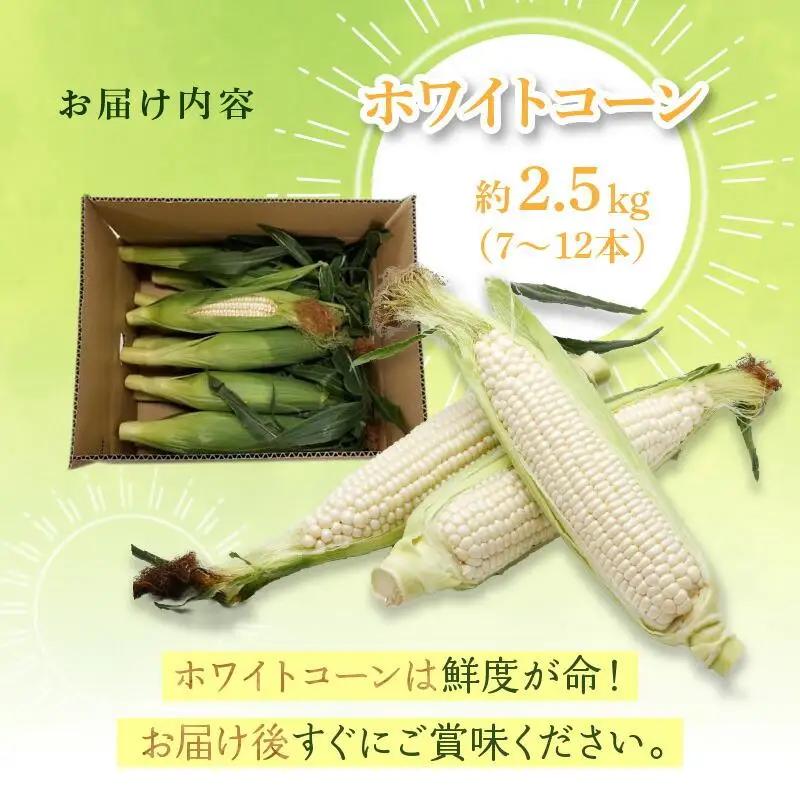 上品な甘さ 瀬戸内 ホワイトコーン 約2.5kg【2027-6月中旬～2027-7月中旬配送】| コーン
