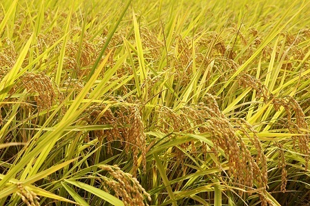 ≪3回定期便≫特別栽培米 出雲國ご奉納コシヒカリ 窒素充填6kg×3回【こしひかり ギフト プレゼント 贈答用 AKOMEYA TOKYO 令和5年度産 D-305 】