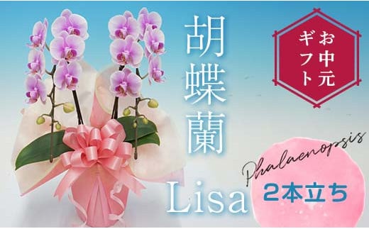 【お中元ギフト】 胡蝶蘭 Lisa 2本立ち ミディ 胡蝶蘭 こちょうらん コチョウラン お中元 お花 贈り物 プレゼント ギフト フラワーギフト F21E-412