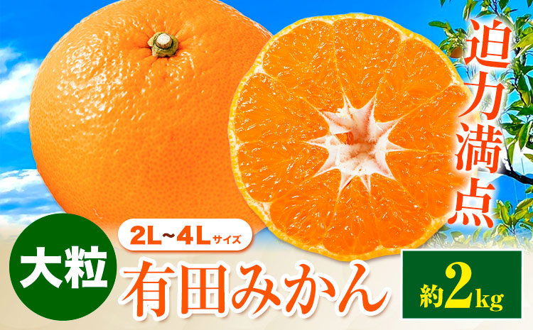 迫力満点！大粒 有田みかん 2L-4Lサイズ 約2kg 有田マルシェ《11月上旬-1月上旬頃出荷》和歌山県 日高町 みかん 大粒 有田みかん 温州みかん 柑橘 フルーツ ミカン 蜜柑