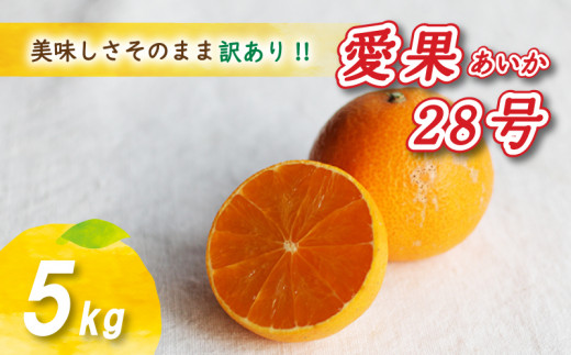 【2026年12月下旬頃から順次発送】 訳あり 愛果28号 5kg あいか みかん 数量限定 みかん 愛媛県産 みかん 愛果28号 松山市 みかん 中島 みかん 愛果28号 訳あり みかん 蜜柑 愛果28号 ミカン みかん 旬 愛果28号 露地栽培 訳あり
