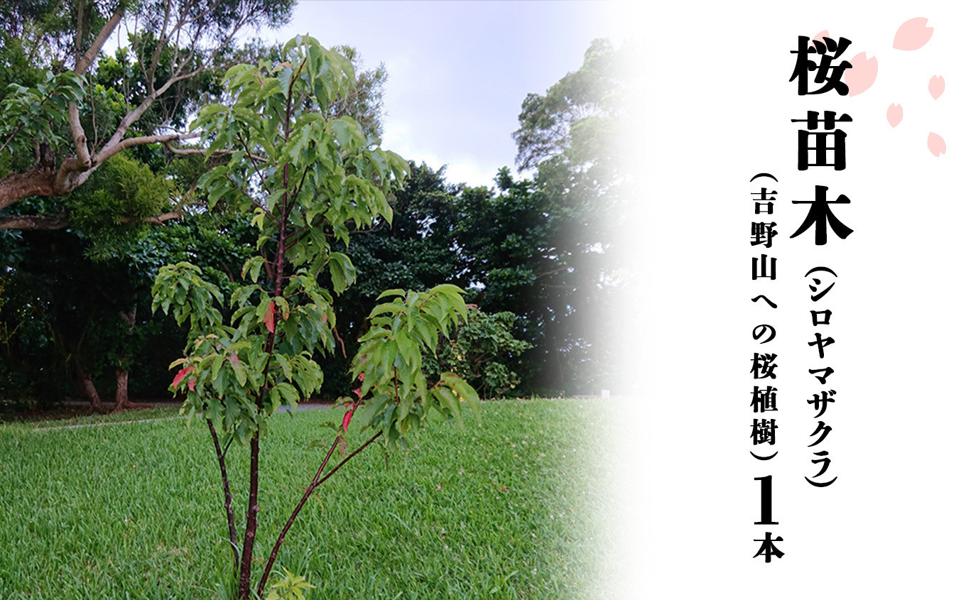 
                  シロヤマザクラ 苗木 1本 (吉野山への桜植樹) 奈良県吉野町/一般財団法人22世紀吉野桜を愛でる会[BRBV001] 桜 苗木 吉野桜 吉野山 シロヤマザクラ 植樹 さくら サクラ 
                