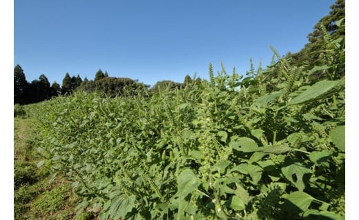 【毎日の健康に】えごま茶(ティーパック 平型)宮崎県西都市産<1-112>
