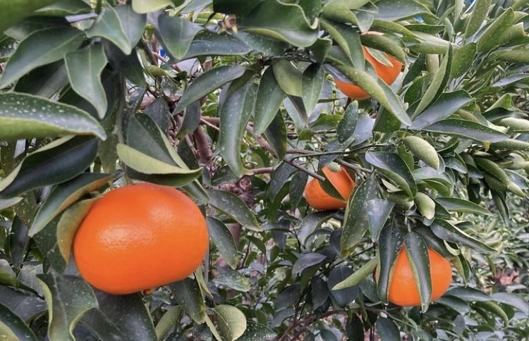 せとか 3kg 優品 12～15個 先行予約 レッスルファーム みかん 愛媛 数量限定 お取り寄せ おすすめ 美味しい おいしい グルメ フルーツ くだもの 愛媛県産 人気 柑橘 伊予市｜B258