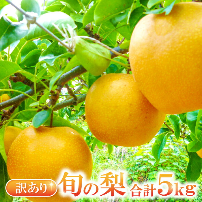 【ふるさと納税】 先行予約 【訳あり】 梨 5kg 幸水梨 豊水梨 新高梨 新興梨 瑞秋梨 規格外 季節限定 家庭用 なし 不揃い 規格外 果物 フルーツ